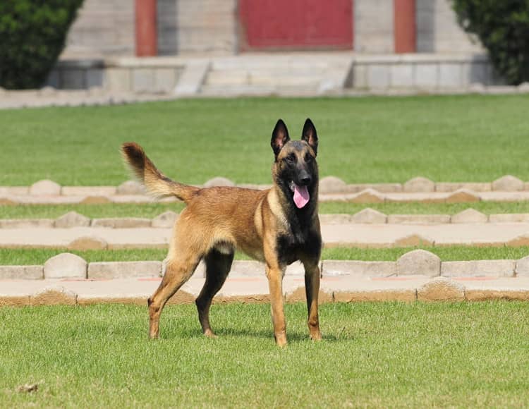 马犬训练中.马犬训练好的价格 马犬训练中.马犬训练好的价格