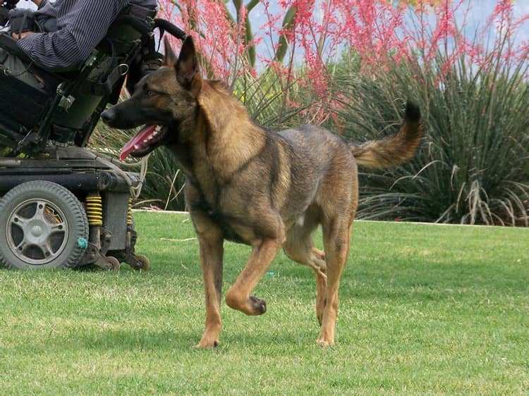 马犬训练上海宠物学校.马犬防卫训练 马犬训练上海宠物学校.马犬防卫训练
