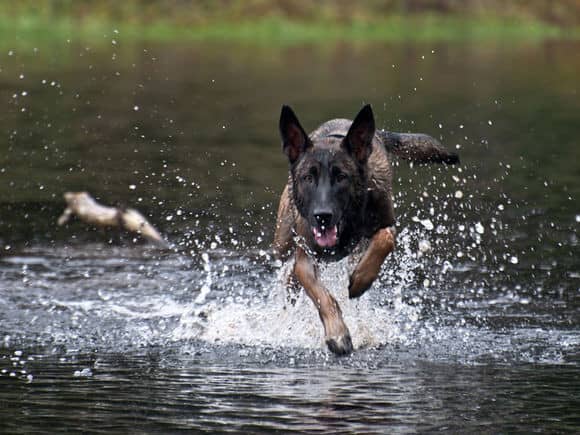 马犬涉水训练 马犬训练爱家宠物.jpg 马犬涉水训练 马犬训练爱家宠物.jpg