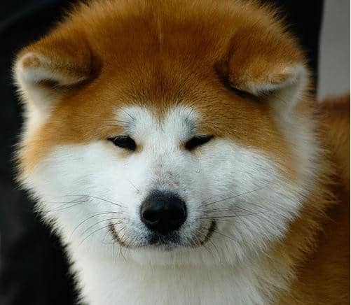 秋田犬训练 爱家宠物训练学校.jpg 秋田犬训练 爱家宠物训练学校.jpg