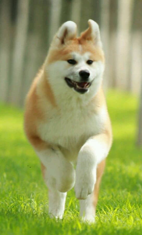 秋田犬训练狗狗学校.秋田犬小时候 秋田犬训练狗狗学校.秋田犬小时候