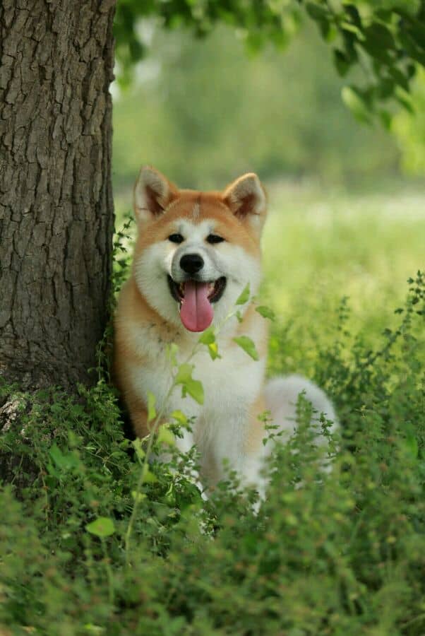 秋田犬专业训练 秋田犬大小便训练 秋田犬专业训练 秋田犬大小便训练