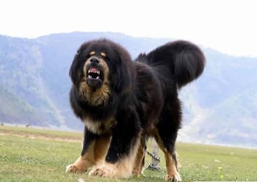 藏獒犬训练.上海爱家宠物学校 藏獒犬训练.上海爱家宠物学校