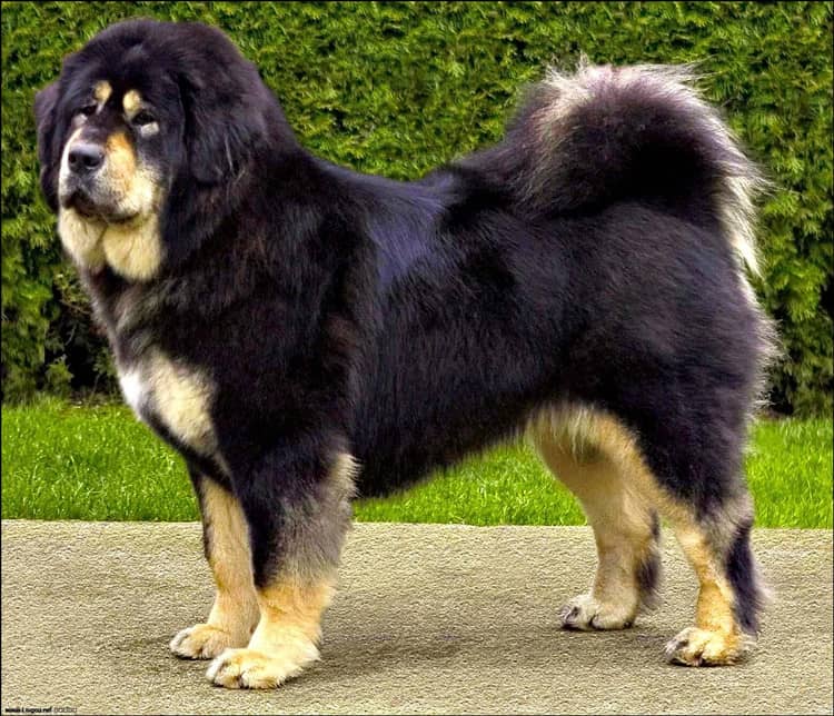 藏獒训练 藏獒犬培训 爱家训狗基地.jpg 藏獒训练 藏獒犬培训 爱家训狗基地.jpg