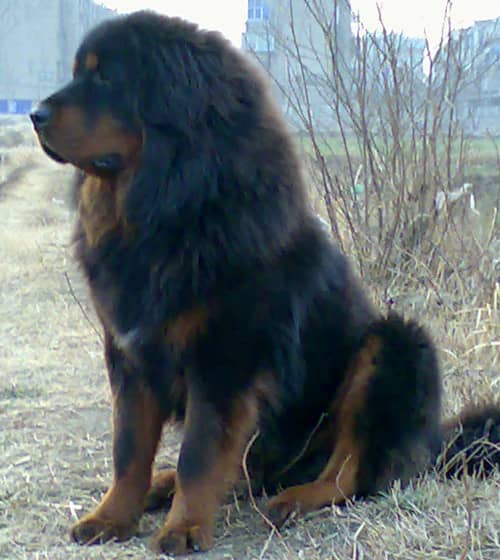 藏獒犬培训 爱家宠物学校.jpg 藏獒犬培训 爱家宠物学校.jpg