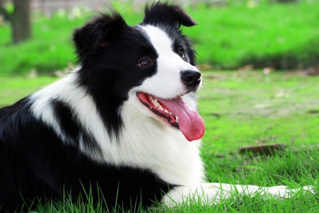 边境犬训练 .边境犬价格