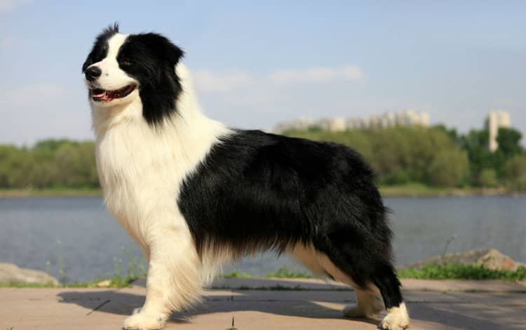 边境犬图片 边境犬训练照 边境犬训练.