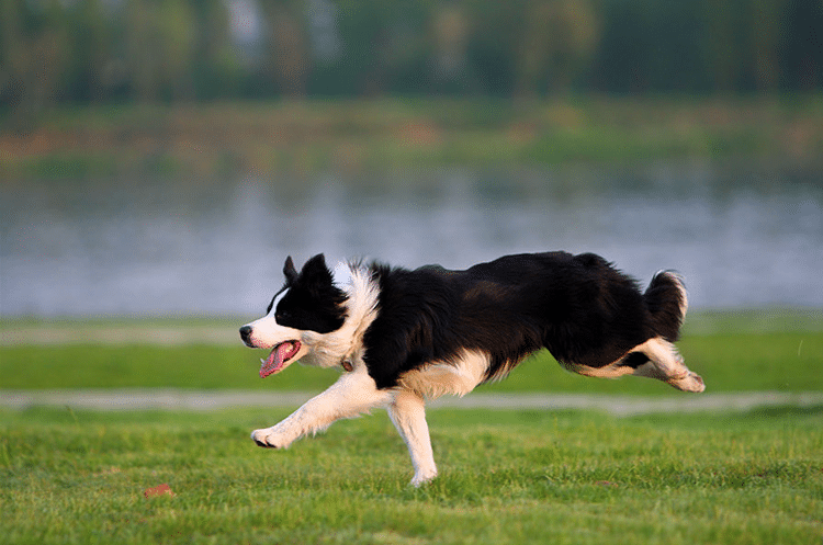 边境犬培训.边境体型 边境犬训练时期