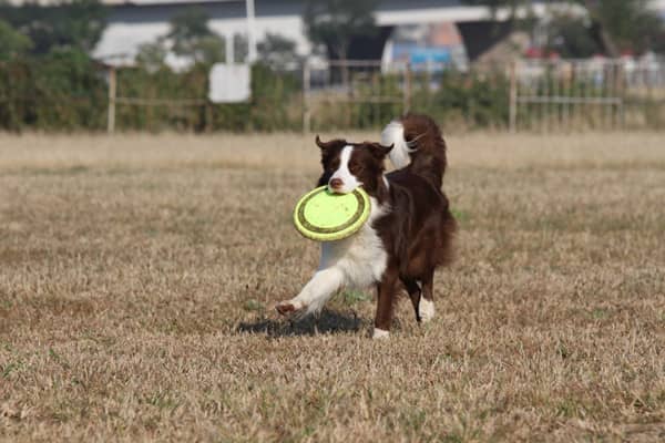 边境接飞盘训练.上海爱家训犬学校
