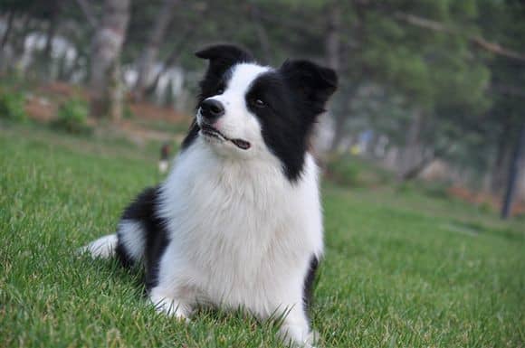 边境犬毛色 边境犬培训 边境犬训练.jpg