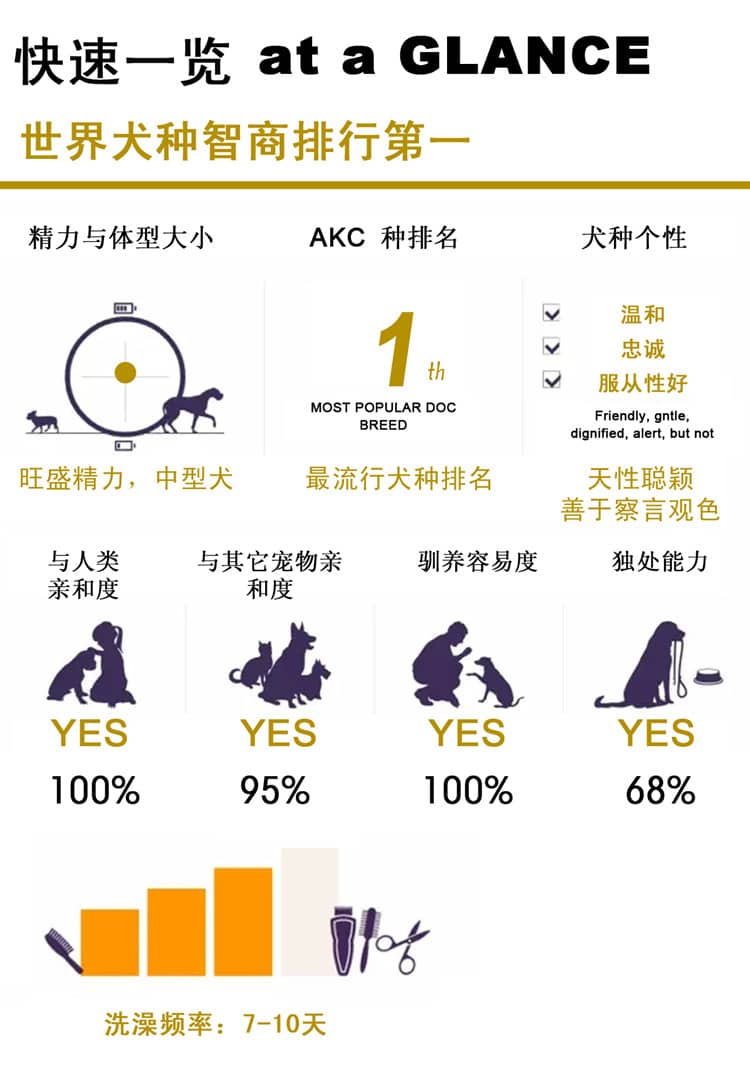 边境犬 边境犬性格介绍  爱家训狗基地.jpg