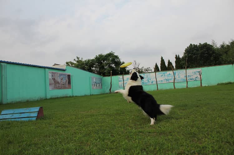 边境犬训练爱家训狗.jpg