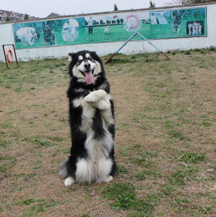 阿拉斯加犬毕业照 阿拉斯加狗狗培训爱家训狗基地.jpg 阿拉斯加犬毕业照 阿拉斯加狗狗培训爱家训狗基地.jpg
