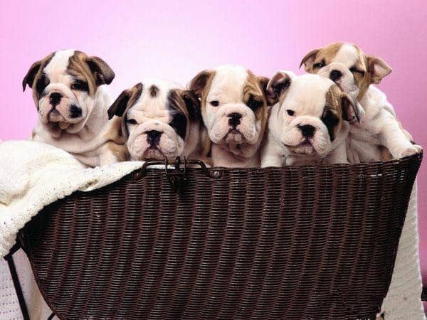英国斗牛犬培训.英国斗牛犬小时候