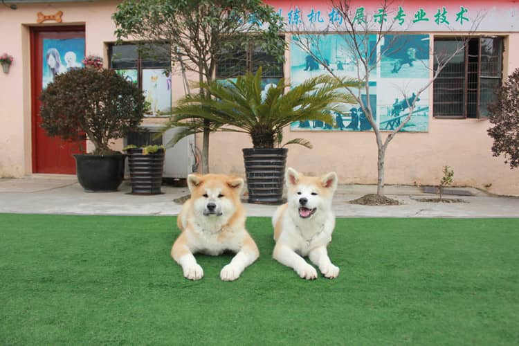 秋田犬训练 秋田犬.秋田犬上课中 秋田犬训练 秋田犬.秋田犬上课中