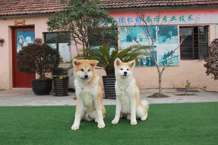 秋田犬培训 秋田犬.训练秋田听话 秋田犬培训 秋田犬.训练秋田听话