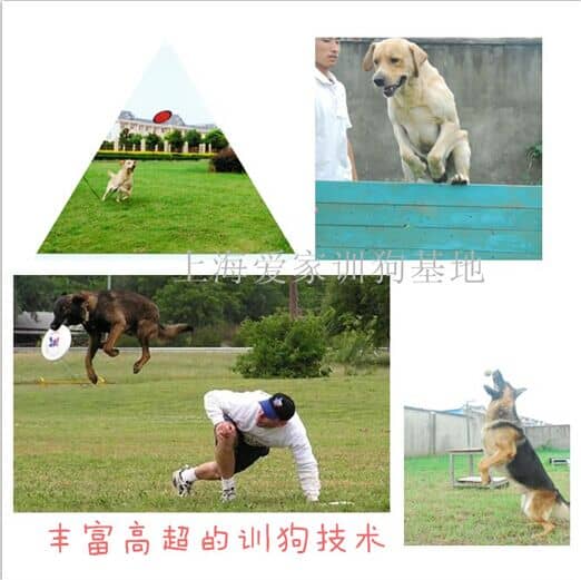 训狗基地 训狗 训狗学校 训狗基地 训狗 训狗学校