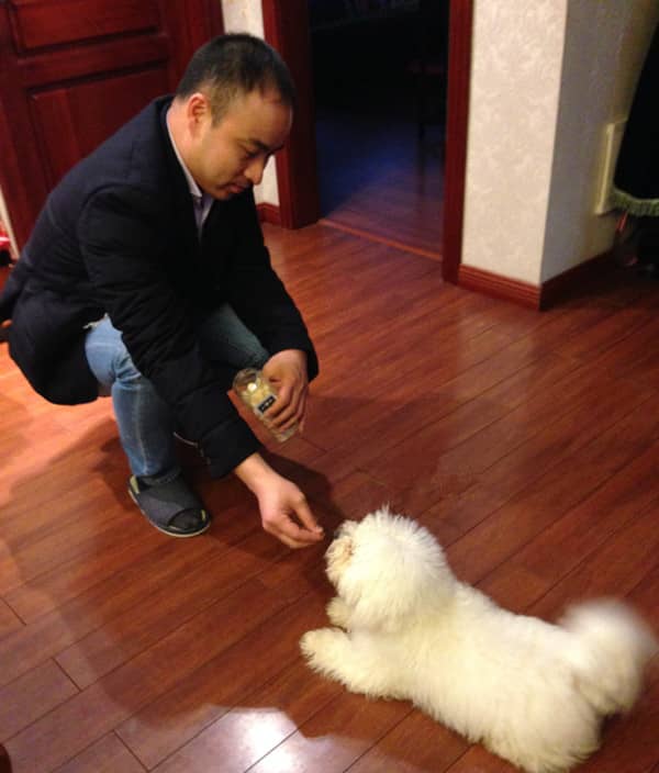 比熊犬训练 上门训练比熊犬 比熊犬训练 上门训练比熊犬