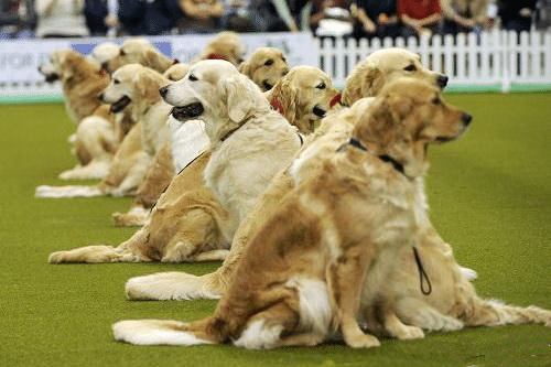 金毛犬专业比赛表演训练 金毛犬专业比赛表演训练