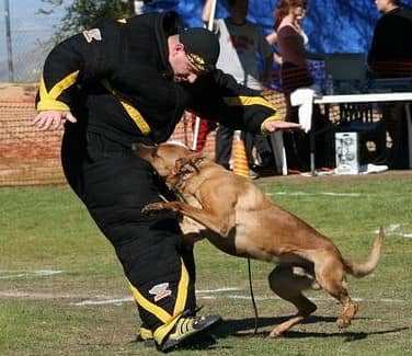 马犬护卫训练 马犬凶猛性训练 马犬护卫训练 马犬凶猛性训练