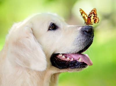 金毛犬培训 专业训练金毛犬