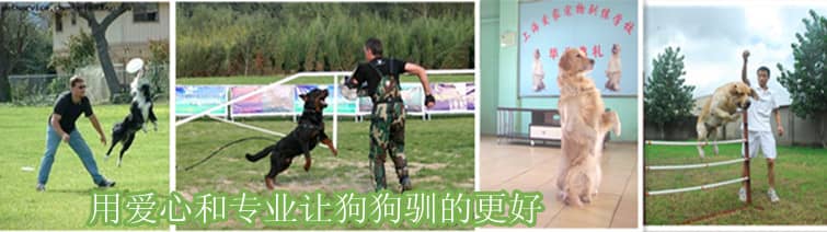 上海爱家宠物学校 上海爱家宠物学校