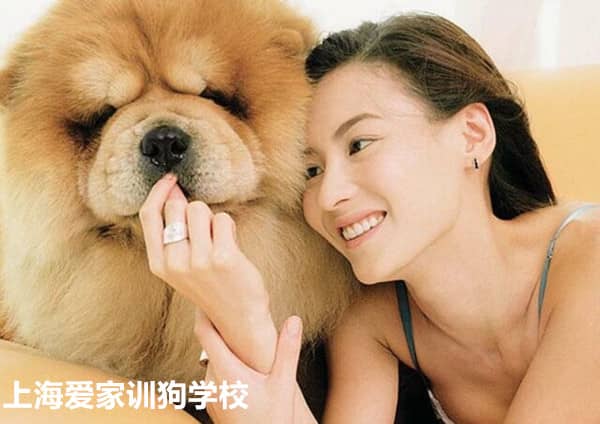 出租狗狗 训狗出租 出租狗狗 训狗出租