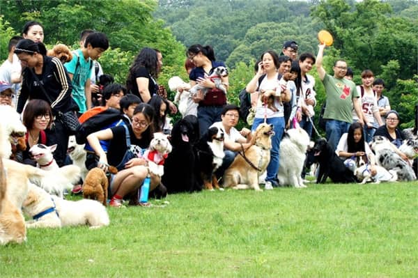 爱家狗狗聚会 爱家狗狗聚会