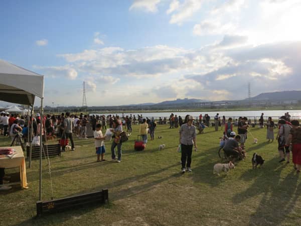 狗狗运动聚会 训狗聚会 上海爱家训狗学校 狗狗运动聚会 训狗聚会 上海爱家训狗学校