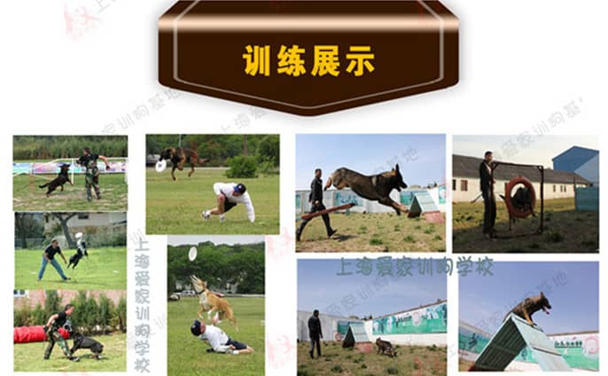 训狗培训问答 训狗问答 训犬师培训 宠物驯导师培训 上海爱家宠物学校