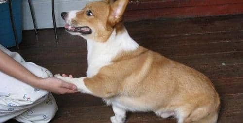 狗狗握手 狗狗握手