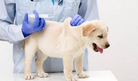 狗狗疫苗注射 犬的疫苗多少钱 狗狗疫苗注射 犬的疫苗多少钱