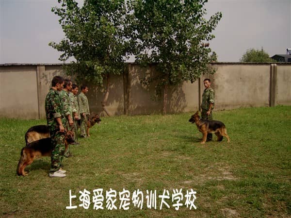 爱家训狗学校 上海训狗学校专业德牧犬训练.jpg