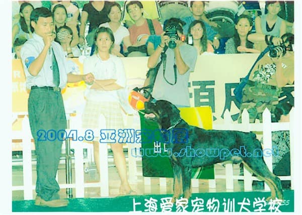 狗狗比赛，狗狗训练.jpg