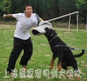 狗狗专业训练.jpg
