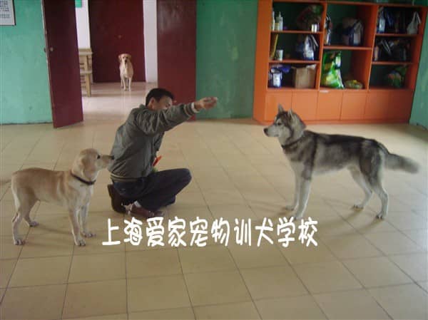 上海爱家宠物学校训犬师 (2).jpg