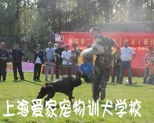 上海爱家训狗中心专家演示训犬表演.jpg