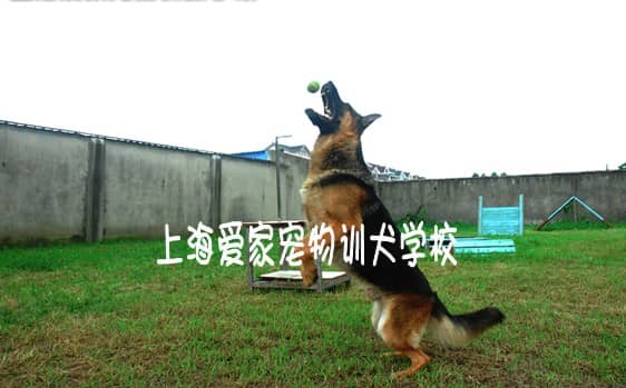 德国牧羊犬训练 训练德国牧羊犬.jpg