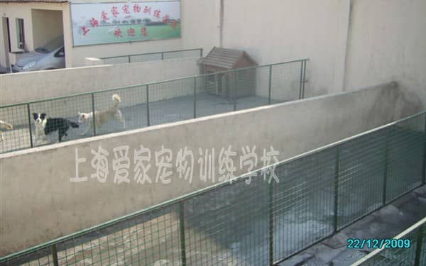 狗的活动时间要多长，狗狗运动时间表.jpg