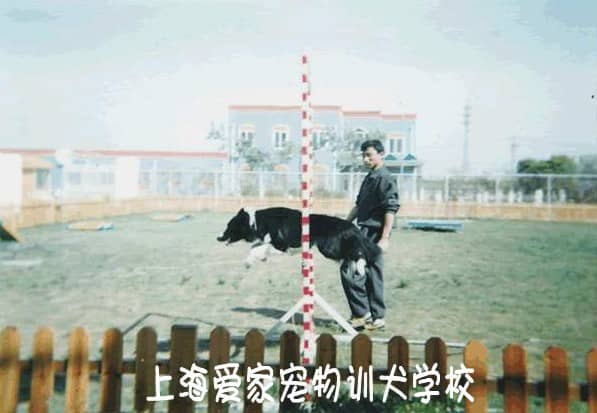 狗狗表演 狗狗训练效果.jpg 狗狗表演 狗狗训练效果.jpg