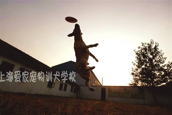拉不拉多的培训方法 (1).jpg