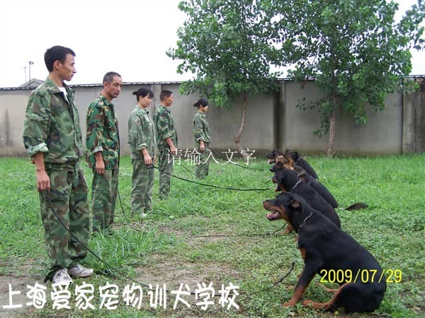 罗威纳怎么训练.jpg