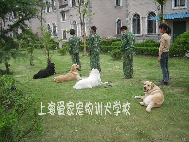 萨摩耶犬怎么训练.jpg