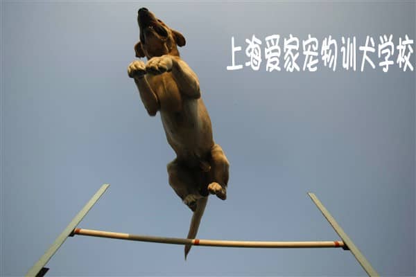 训狗 训犬基地.jpg