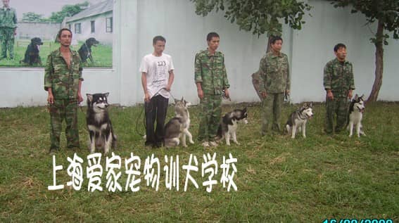训犬师哪里有 在上海.jpg