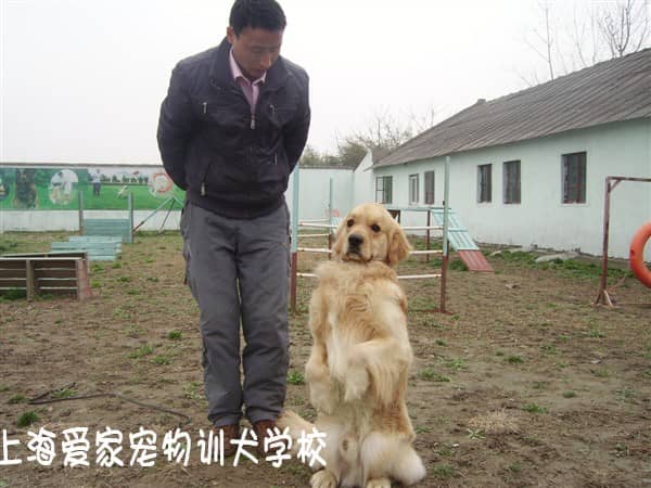 怎样训练金毛犬.jpg