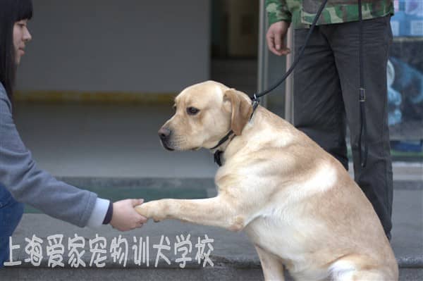 狗狗培训 训犬基地 拉不拉多训练.jpg