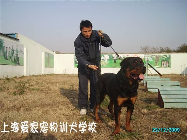 罗威纳比赛训练 训练罗威纳犬比赛 上海爱家训狗基地.jpg