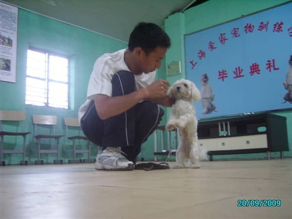 约克夏训练 专业训练约克夏 (1).jpg
