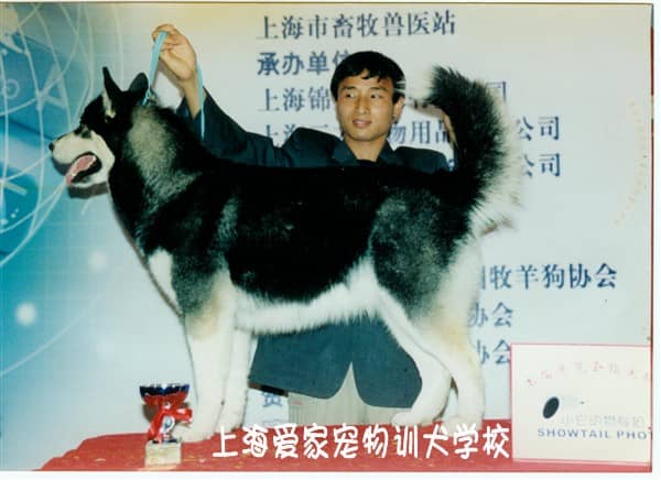 赛级犬阿拉斯加获奖了 阿拉斯加犬培训.jpg
